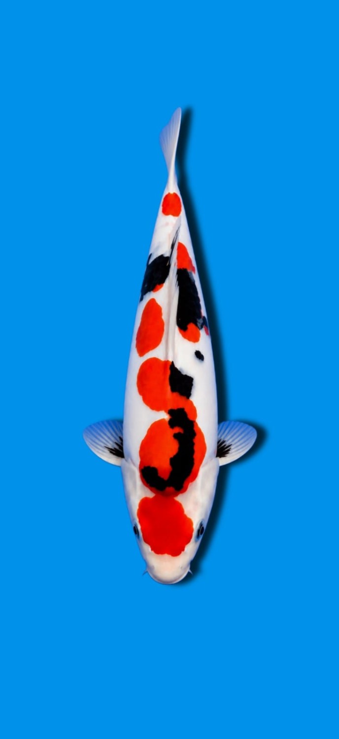 Juara 3