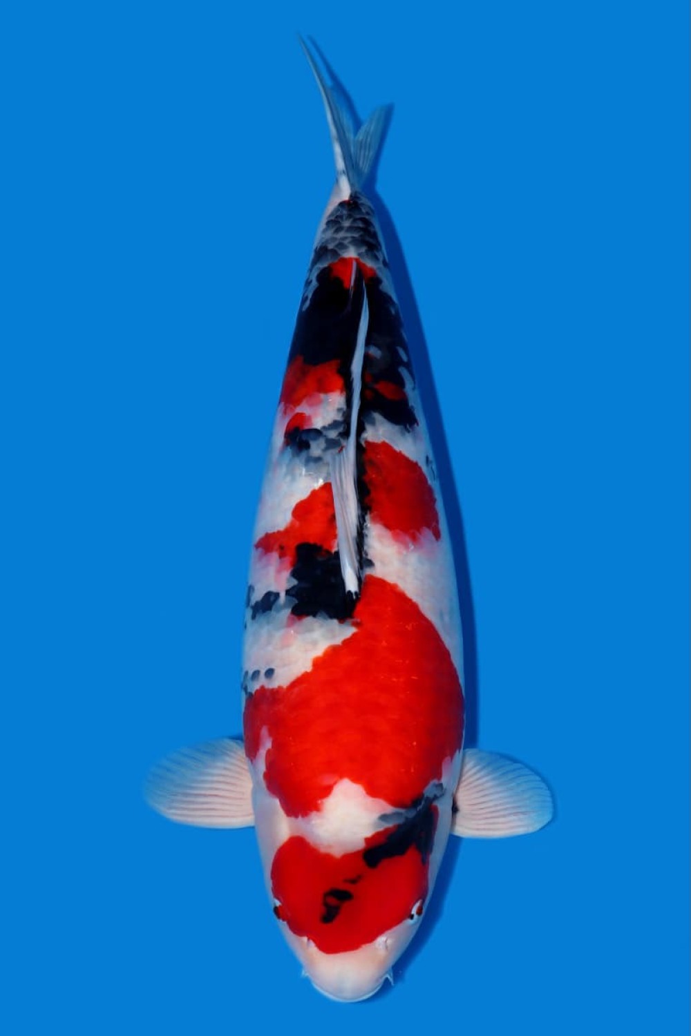 Juara 1