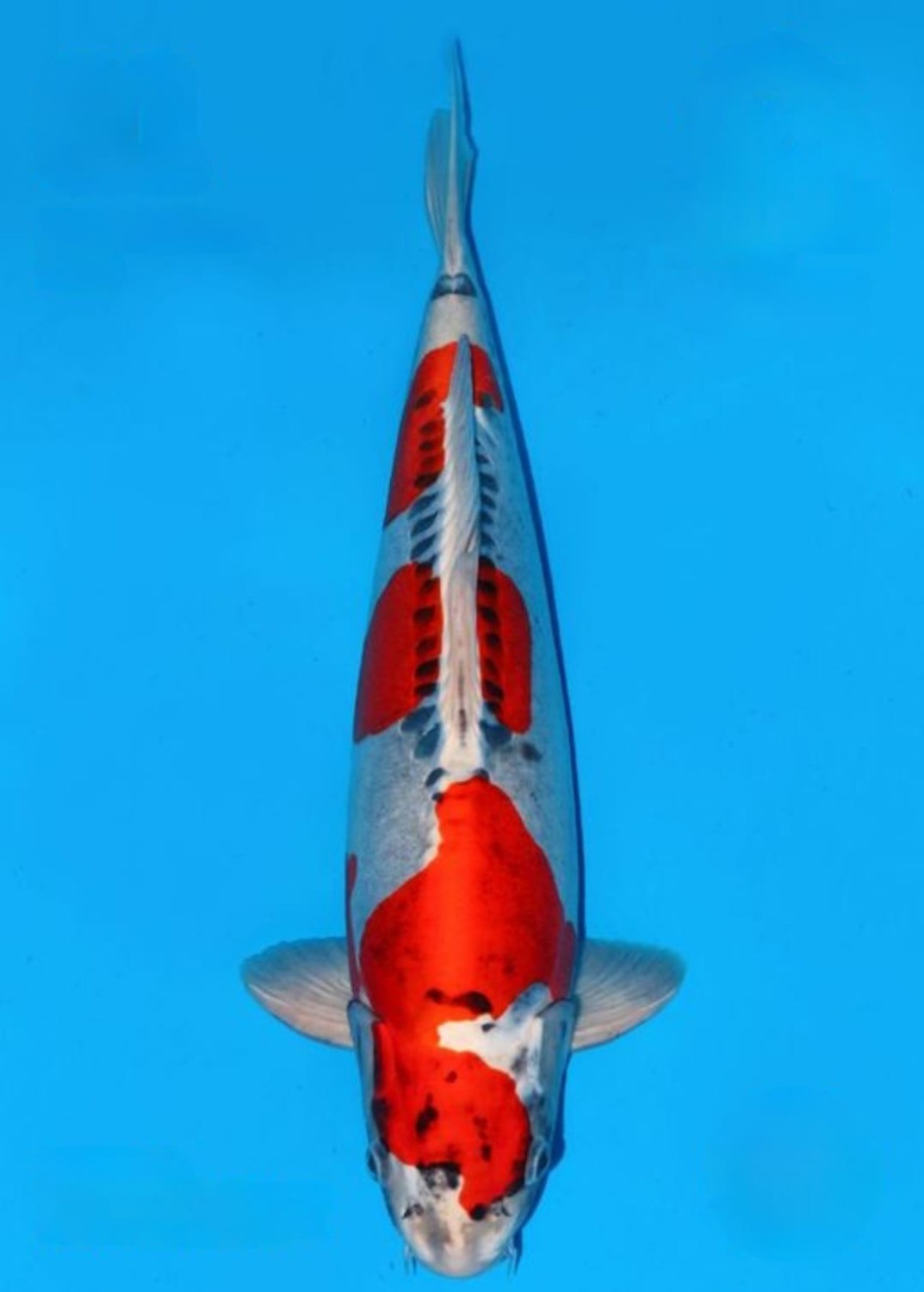 Juara 1