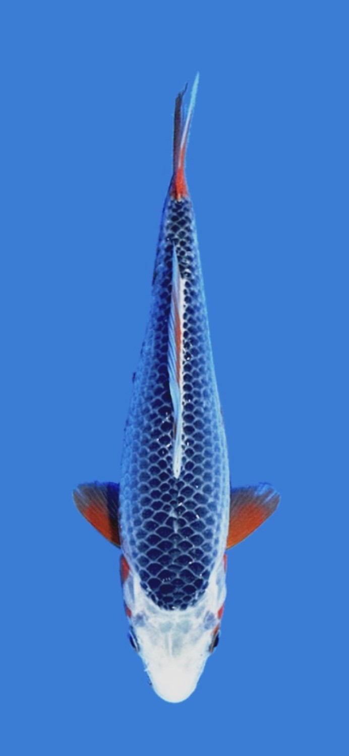 Juara 2