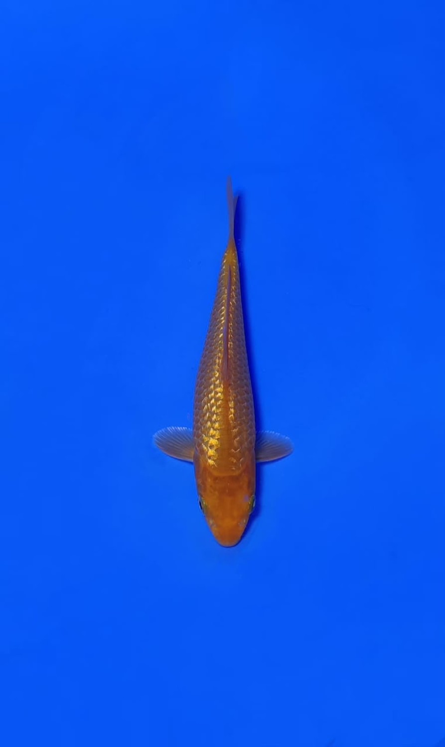 Juara 5