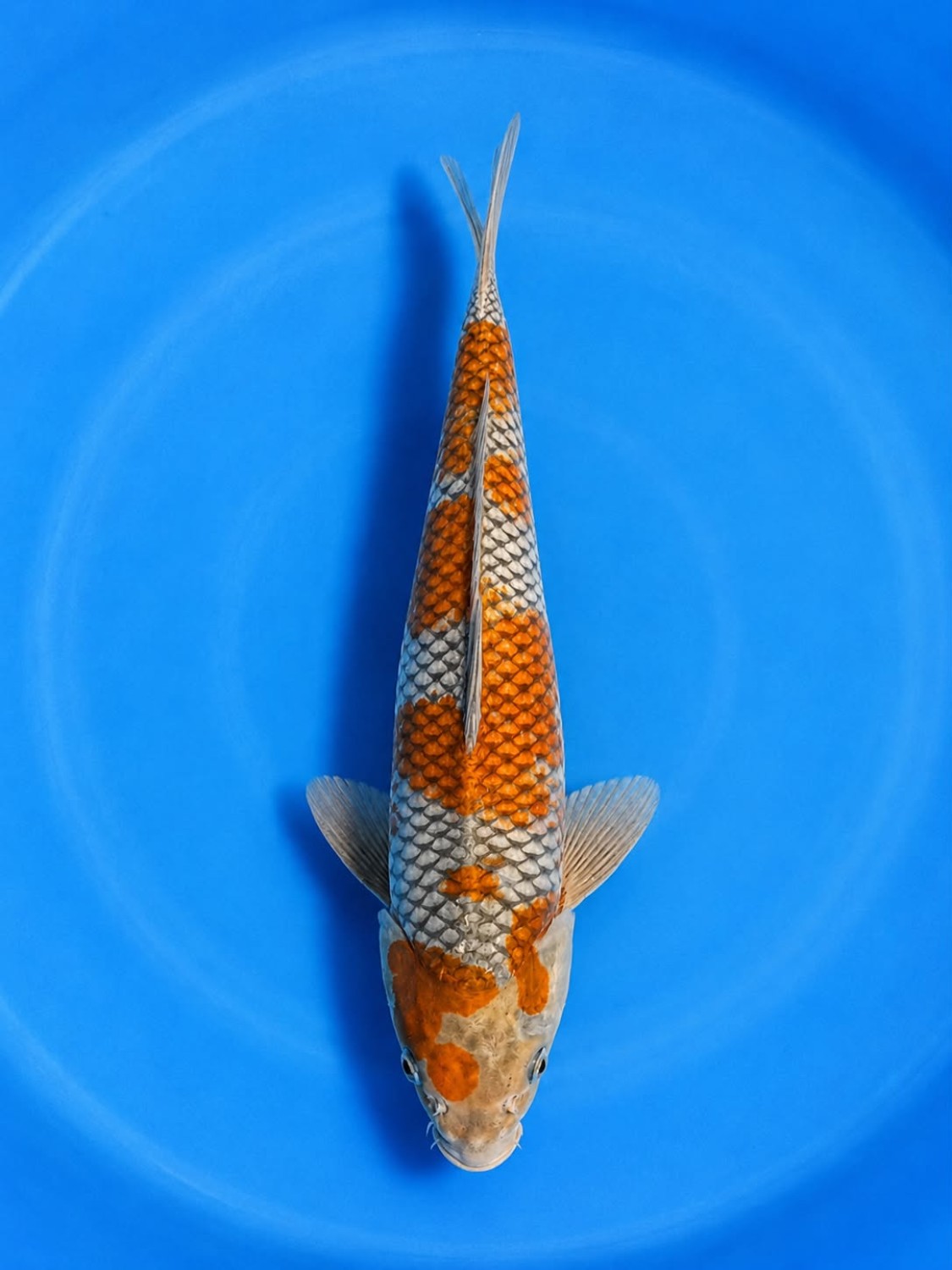 Juara 1