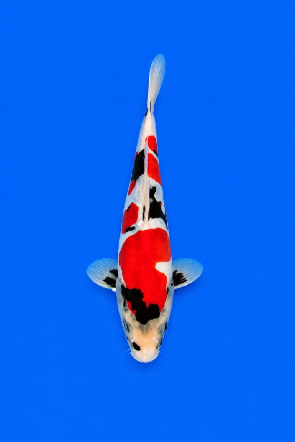 Juara 1