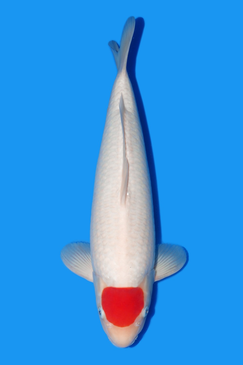 Juara 1