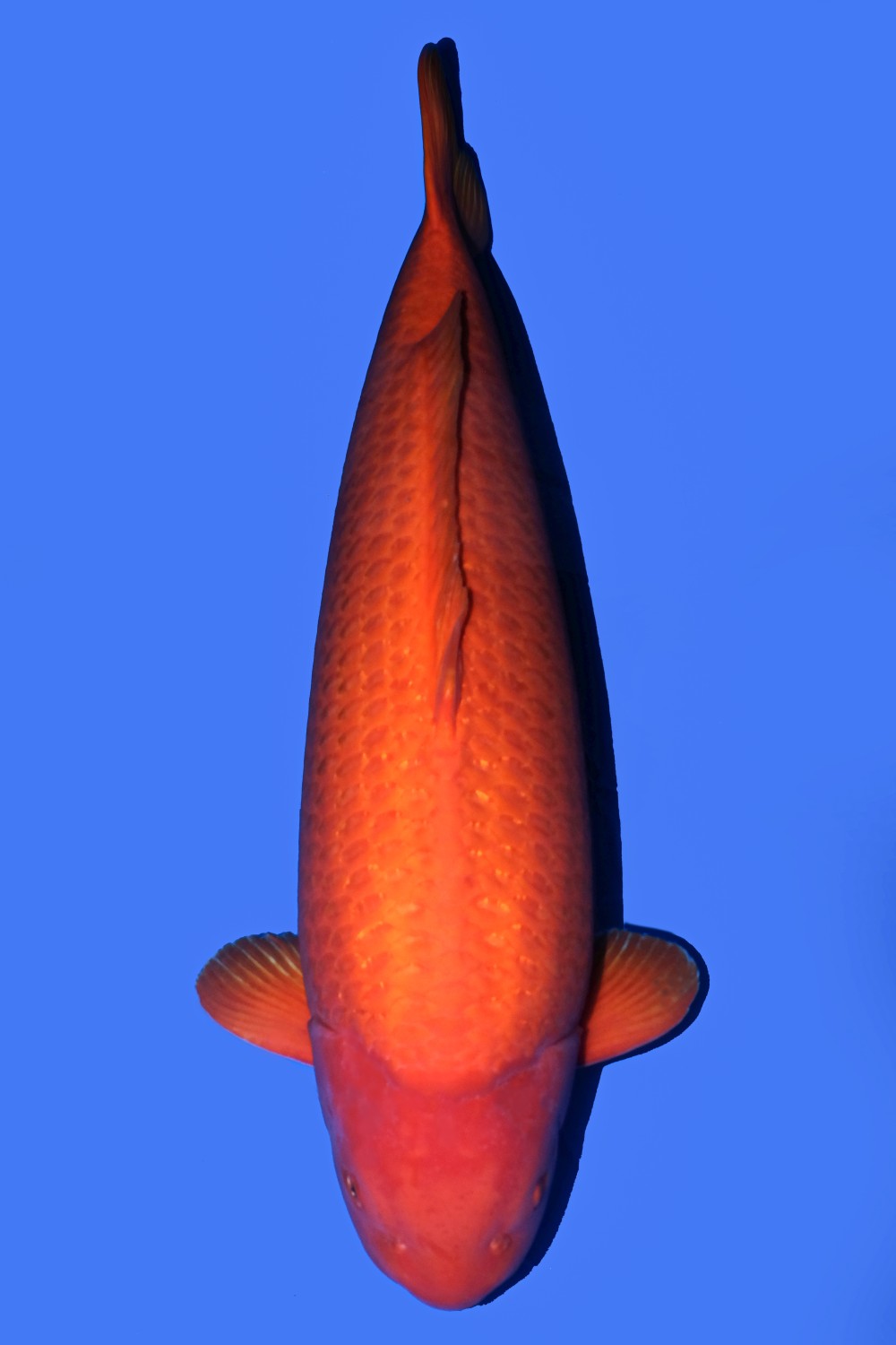 Juara 2