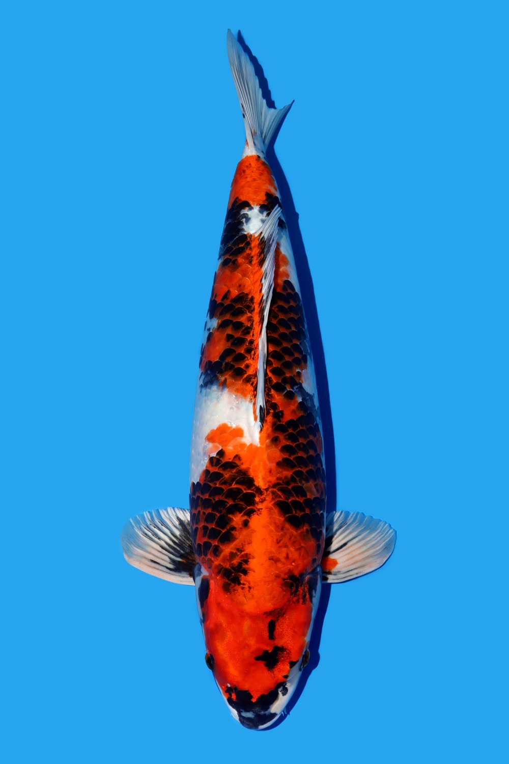 Juara 1