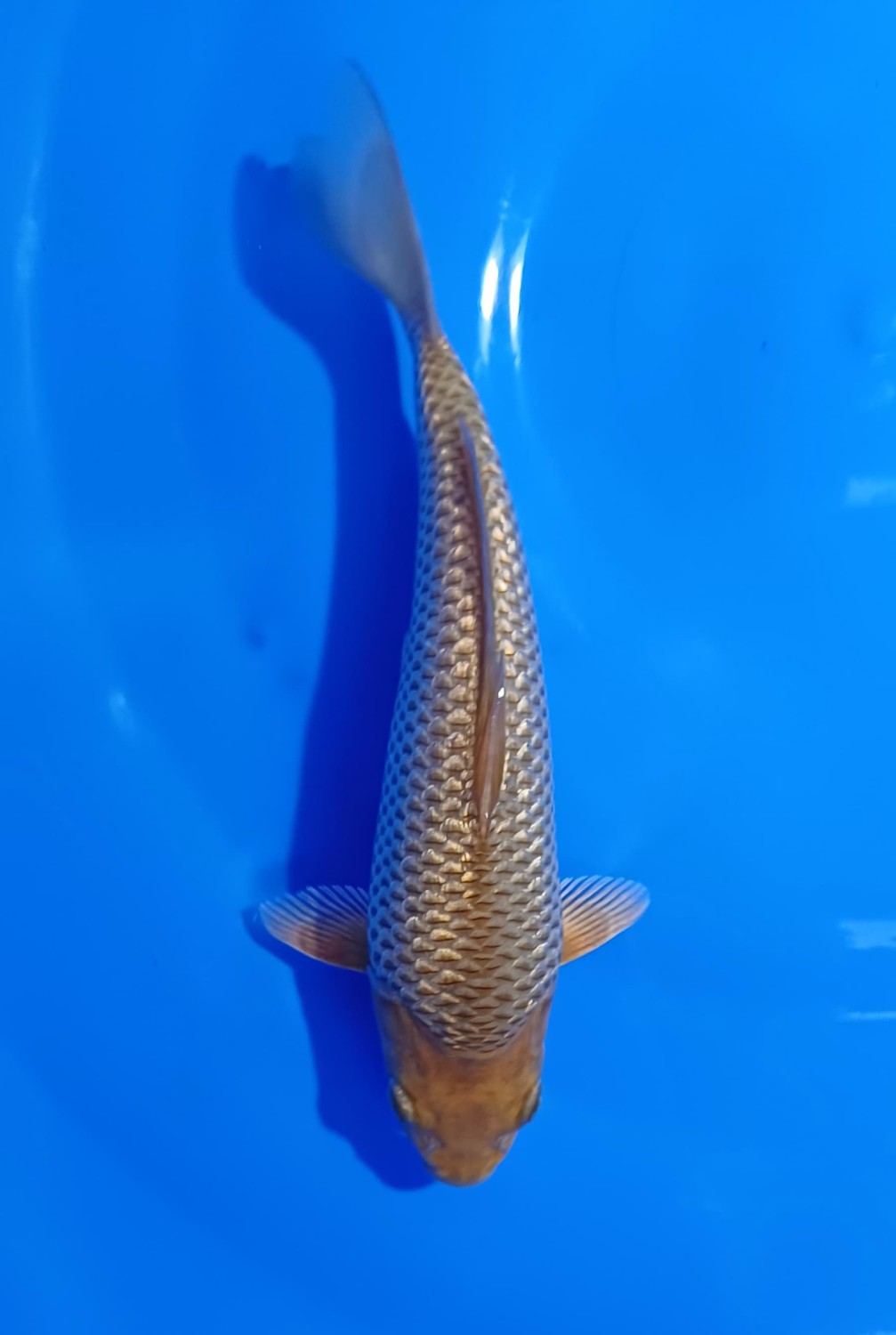 Juara 1