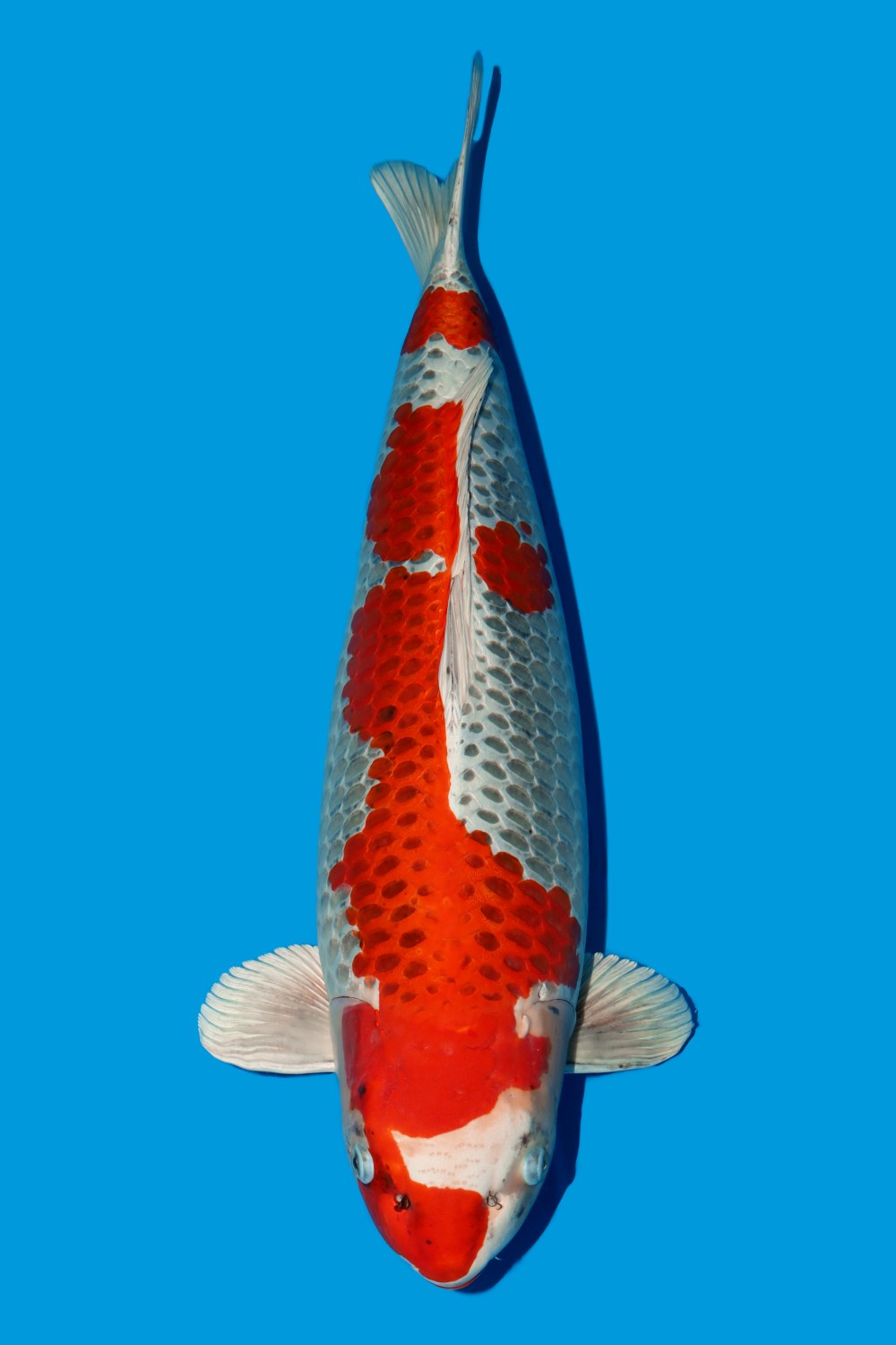 Juara 2