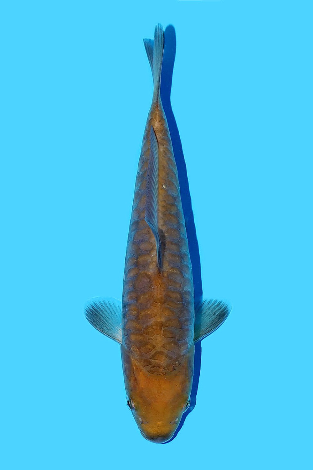 Juara 1
