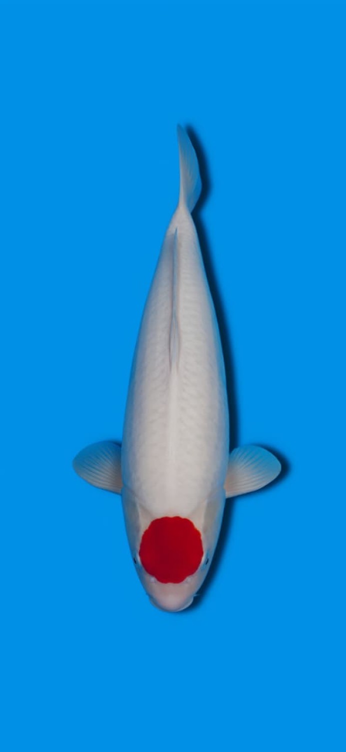Juara 2