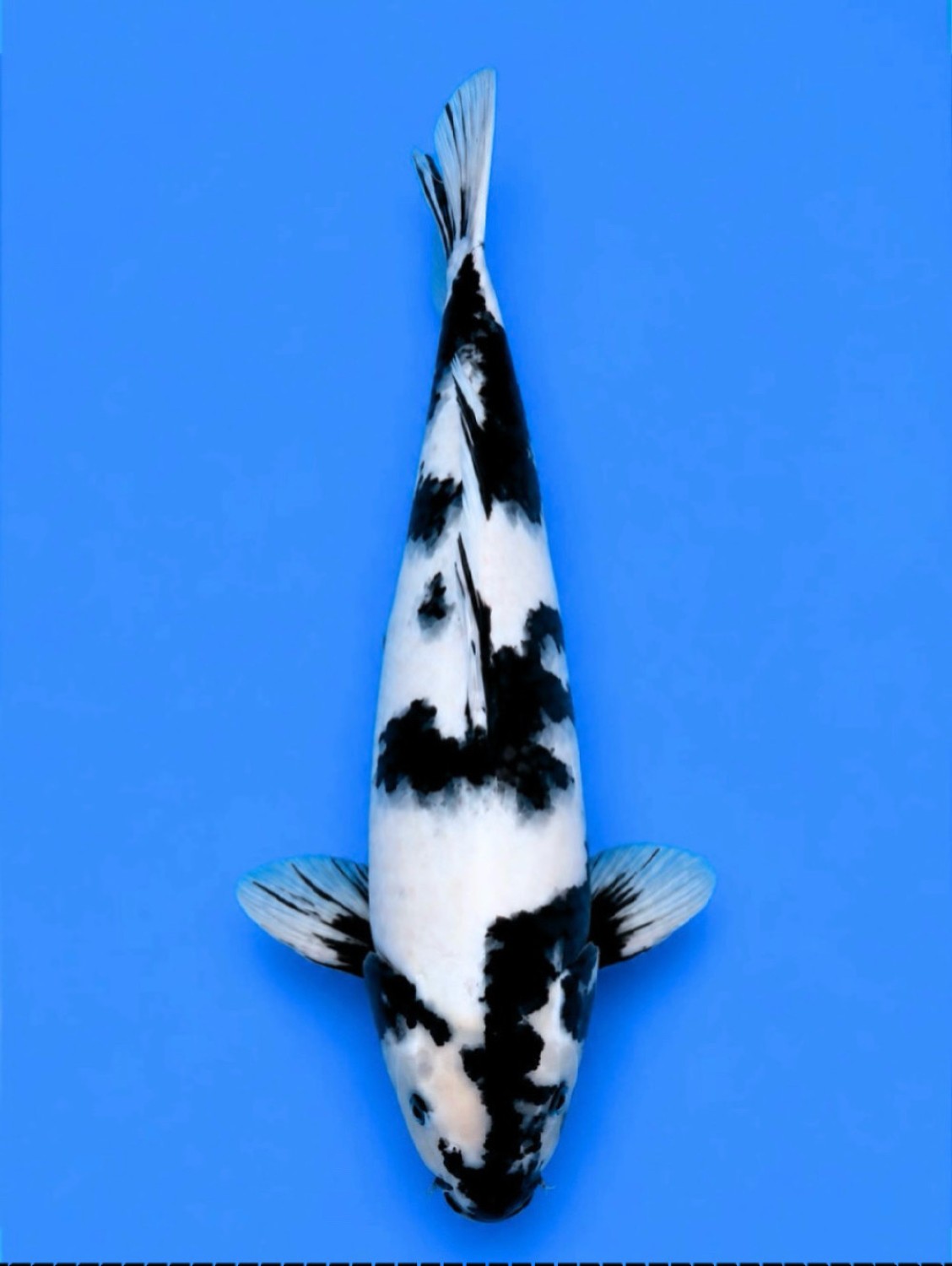 Juara 2