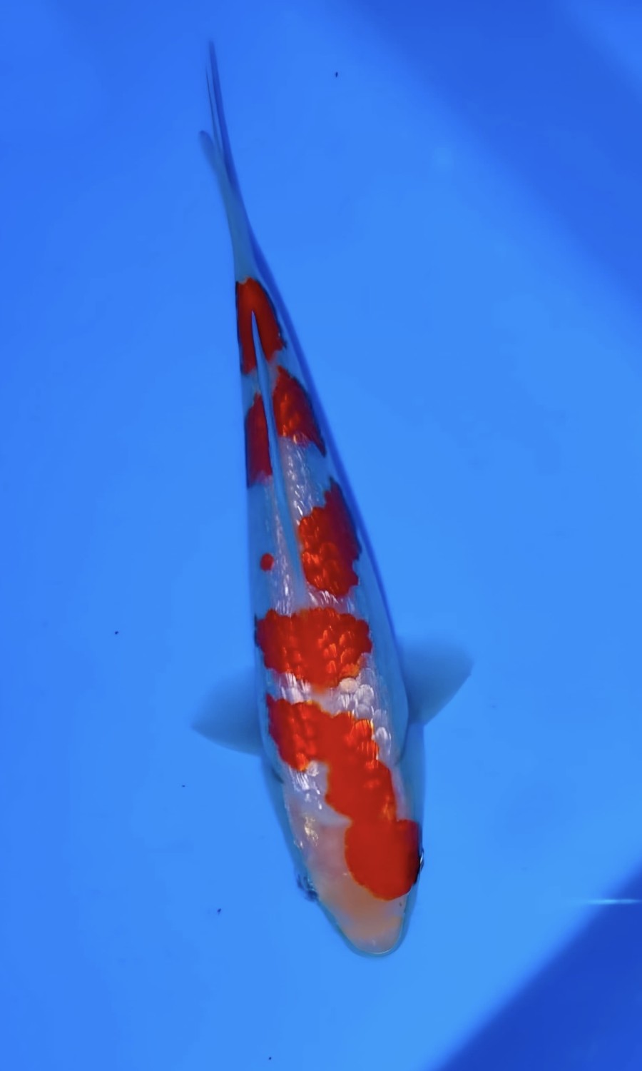 Juara 2