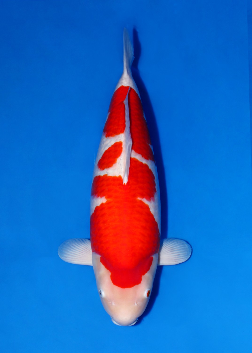 Juara 1
