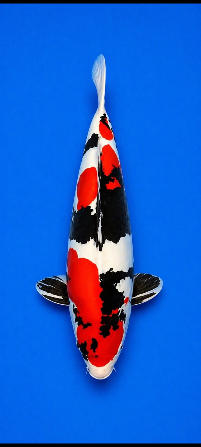 Juara 2