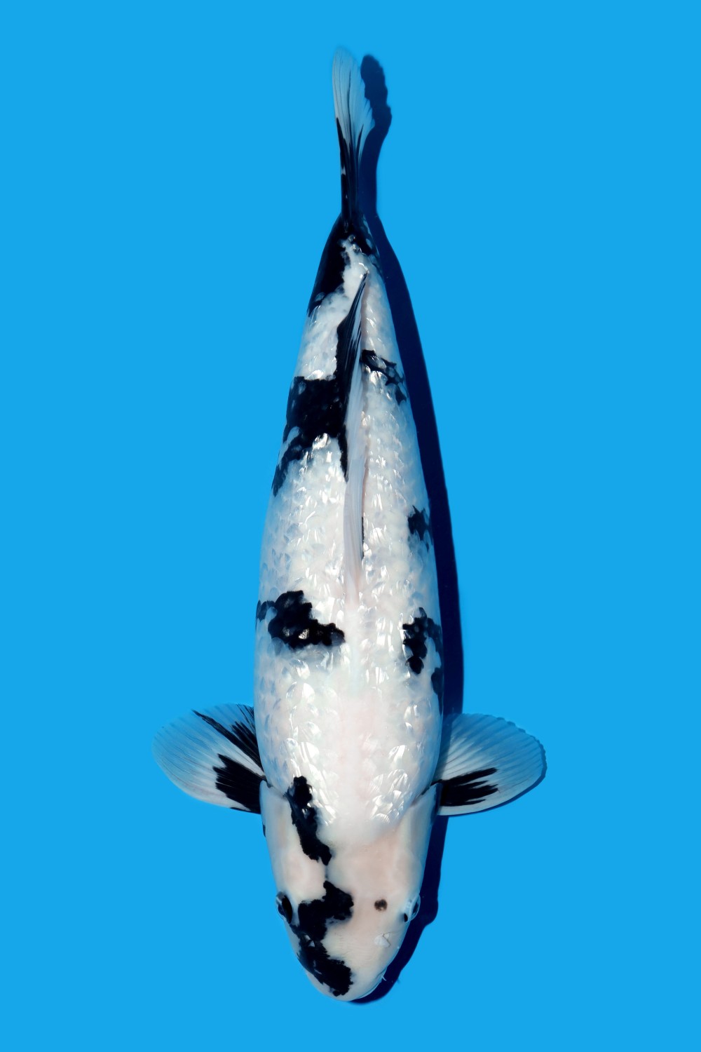 Juara 3