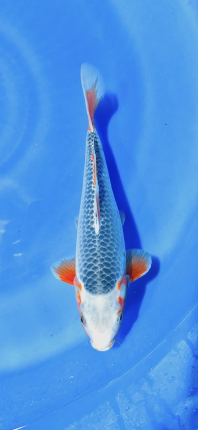 Juara 5