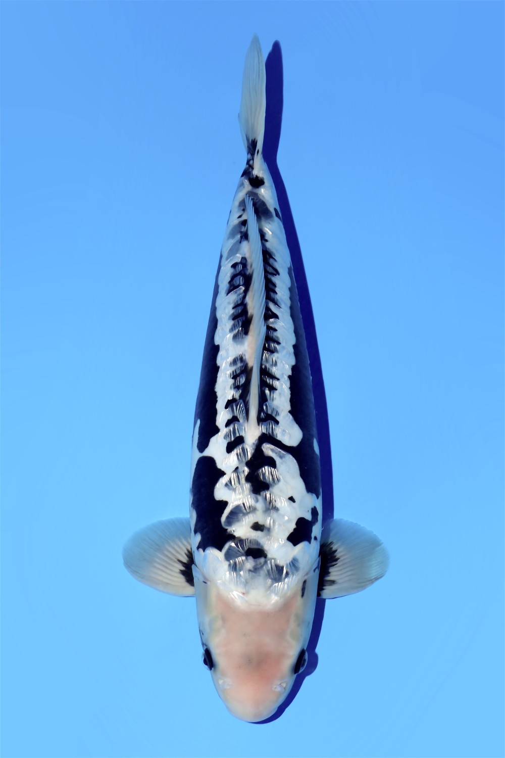 Juara 1