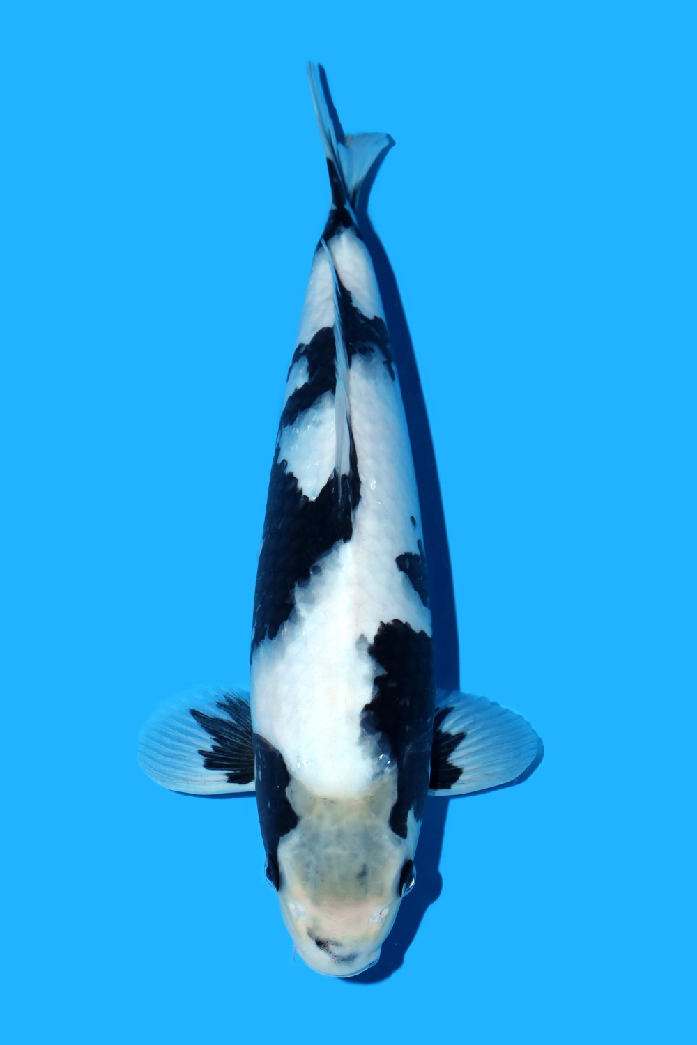 Juara 1