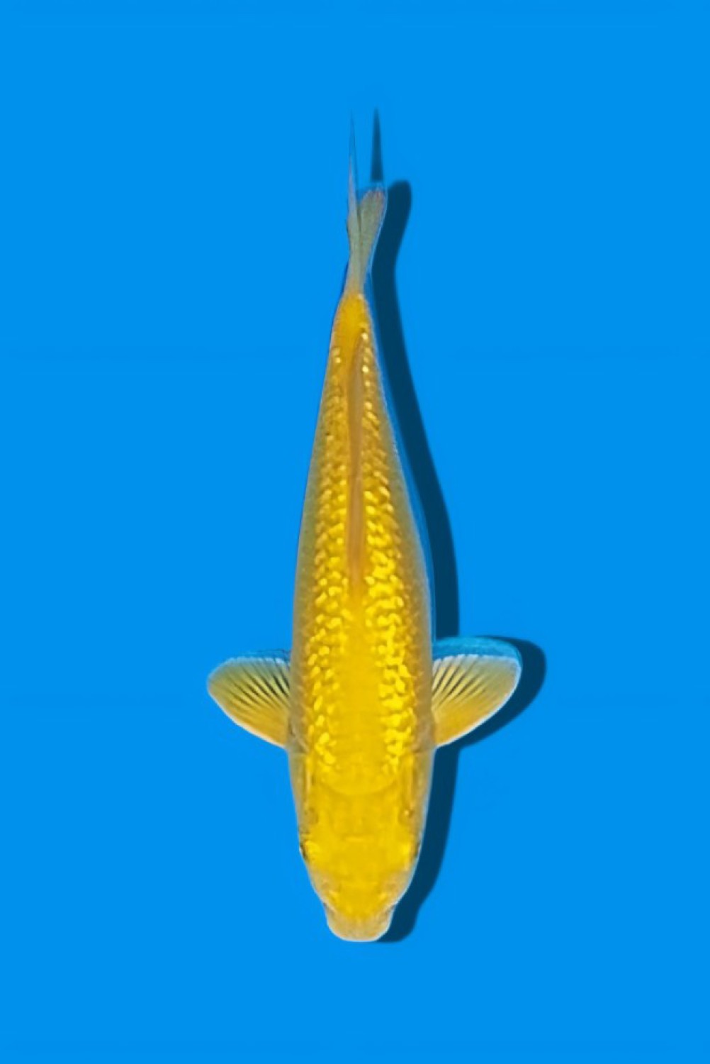 Juara 5