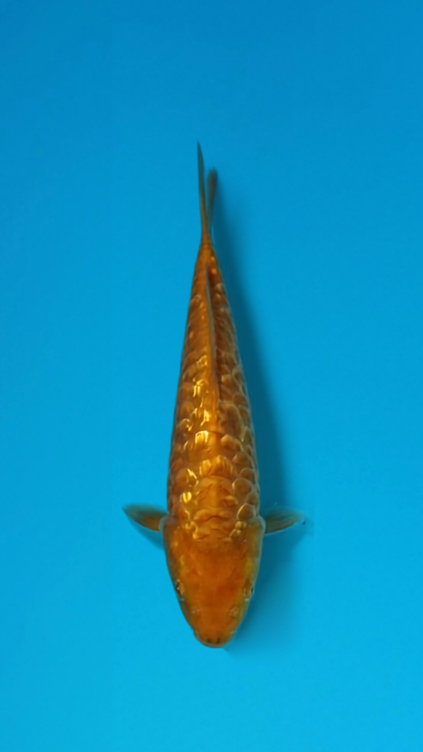 Juara 5
