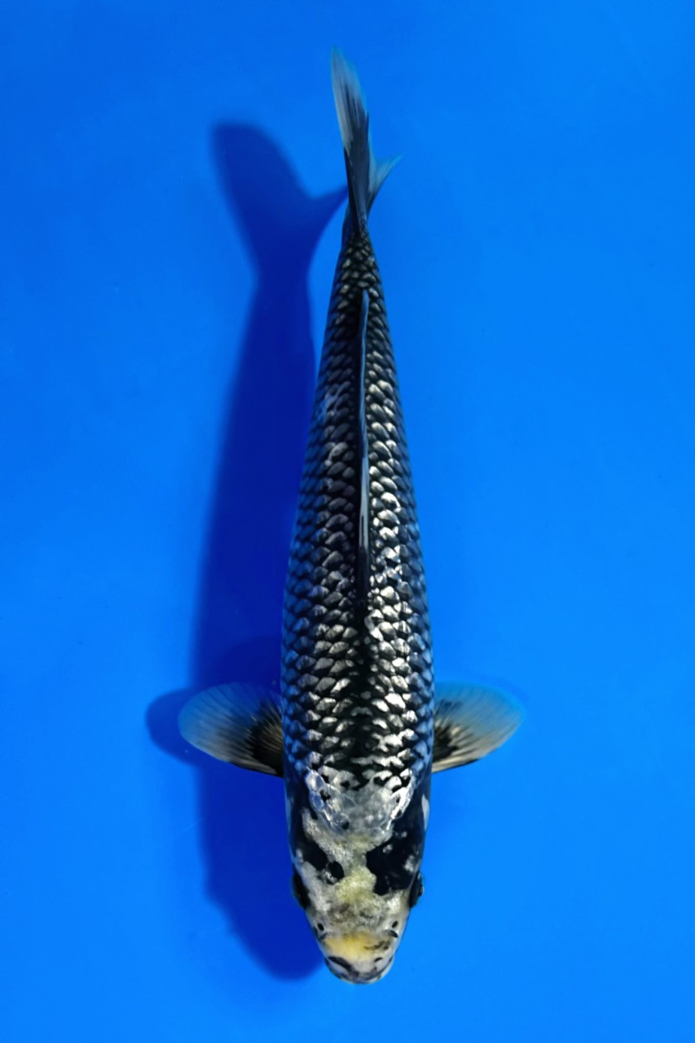 Juara 3