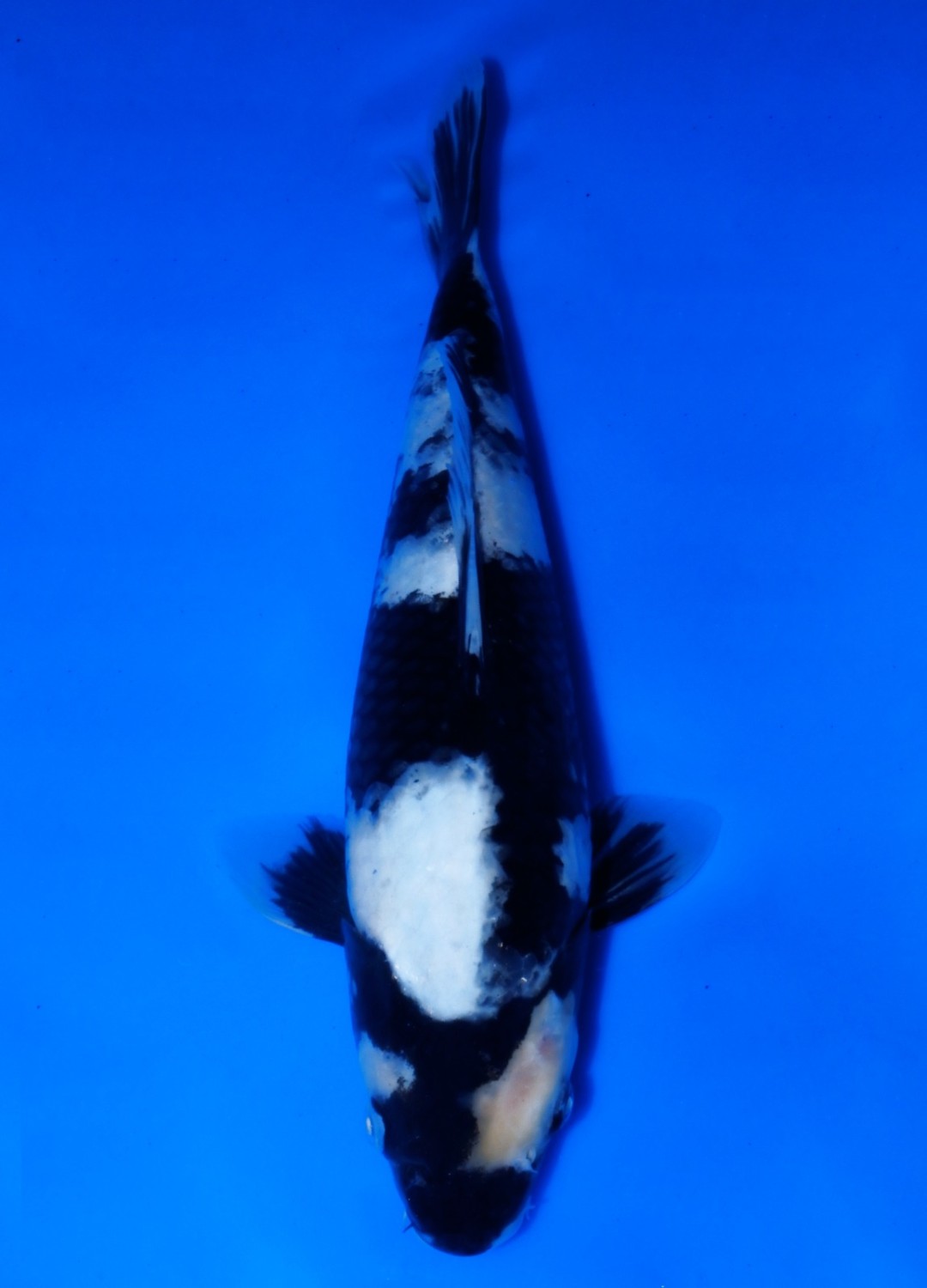 Juara 3