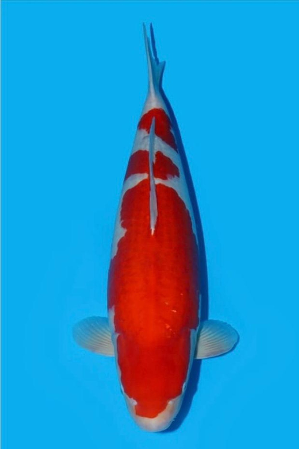 Best In Size A 81 - 85 cm