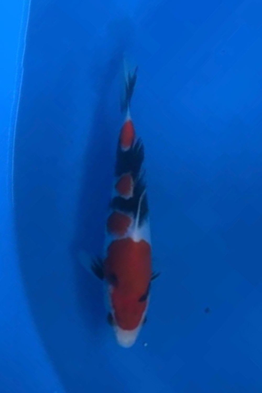 Juara 5