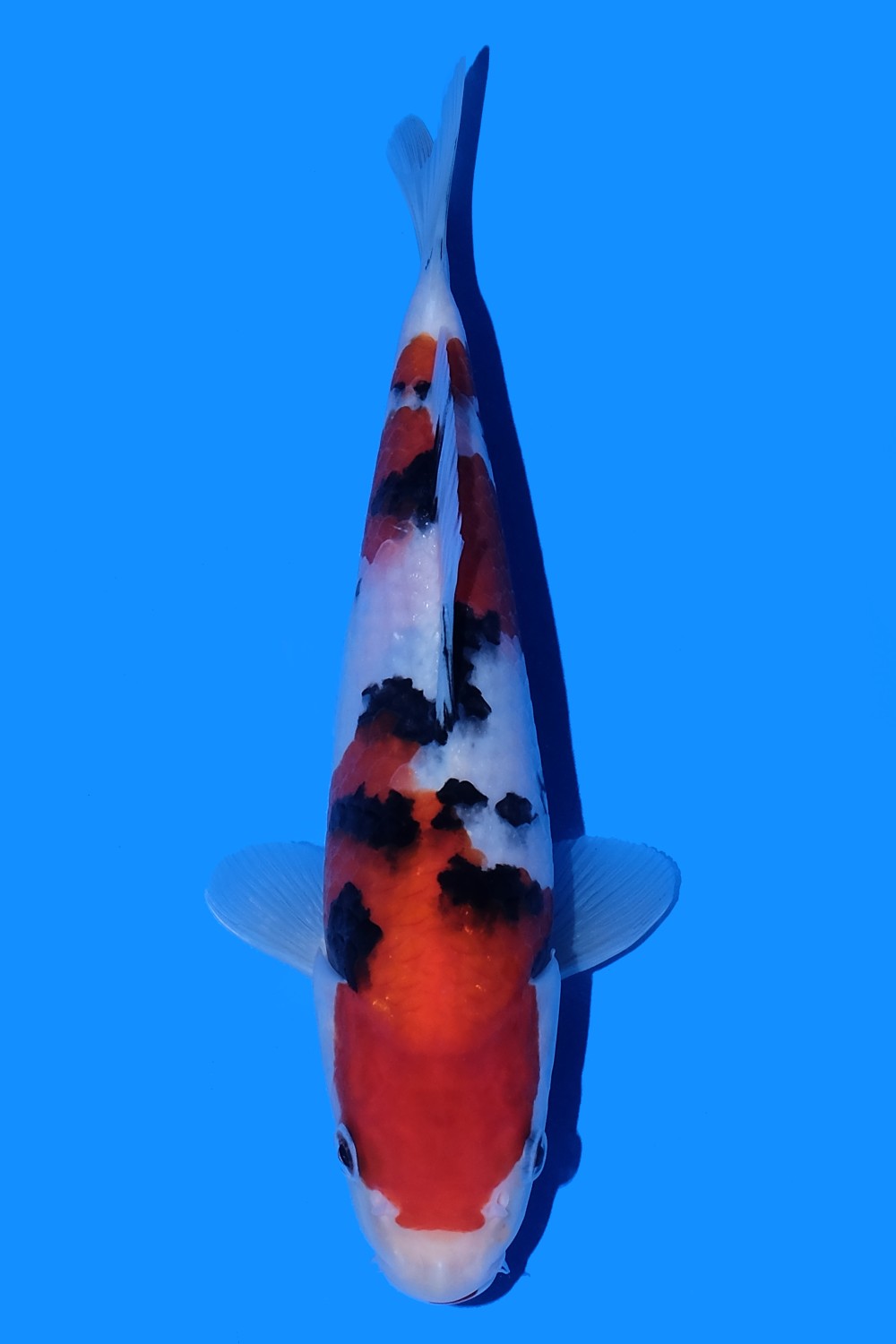 Juara 4