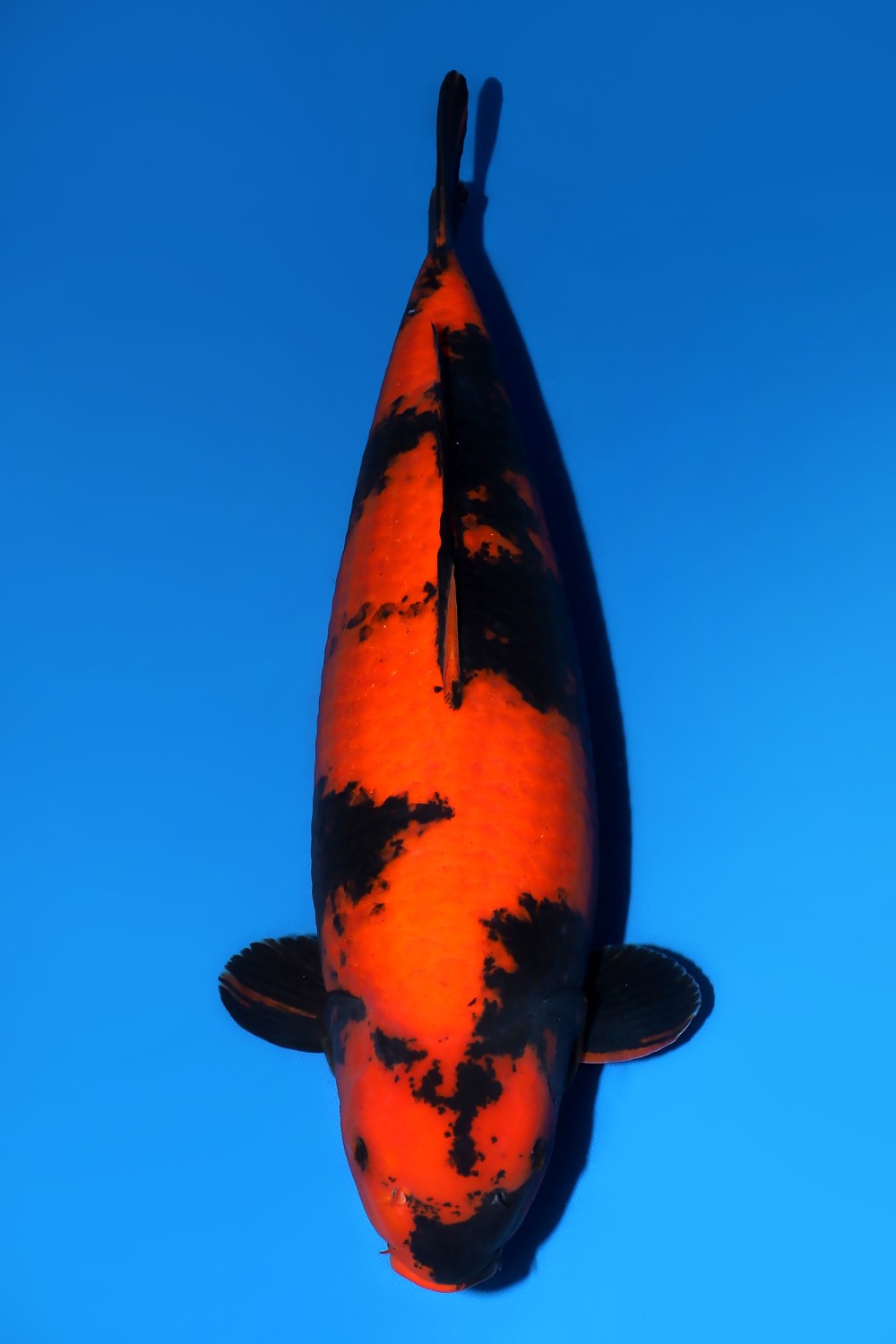 Best In Size D 66 - 70 cm