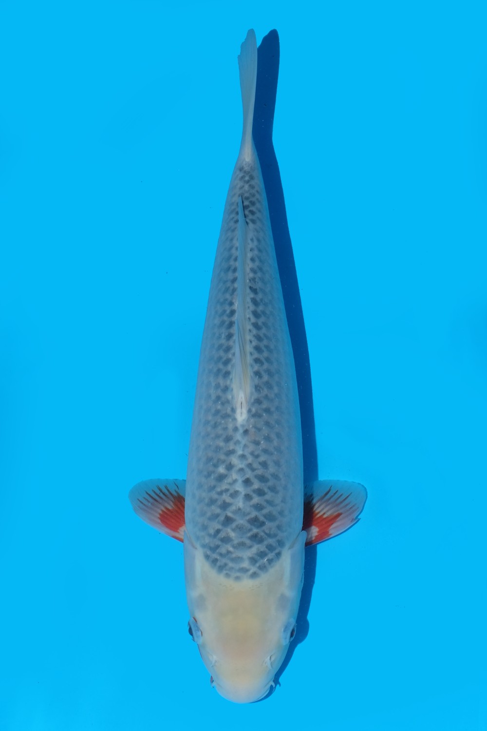 Juara 1