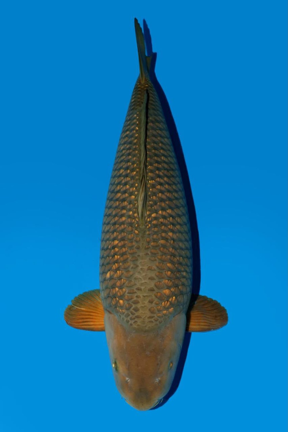 Best In Size E 66 - 70 cm