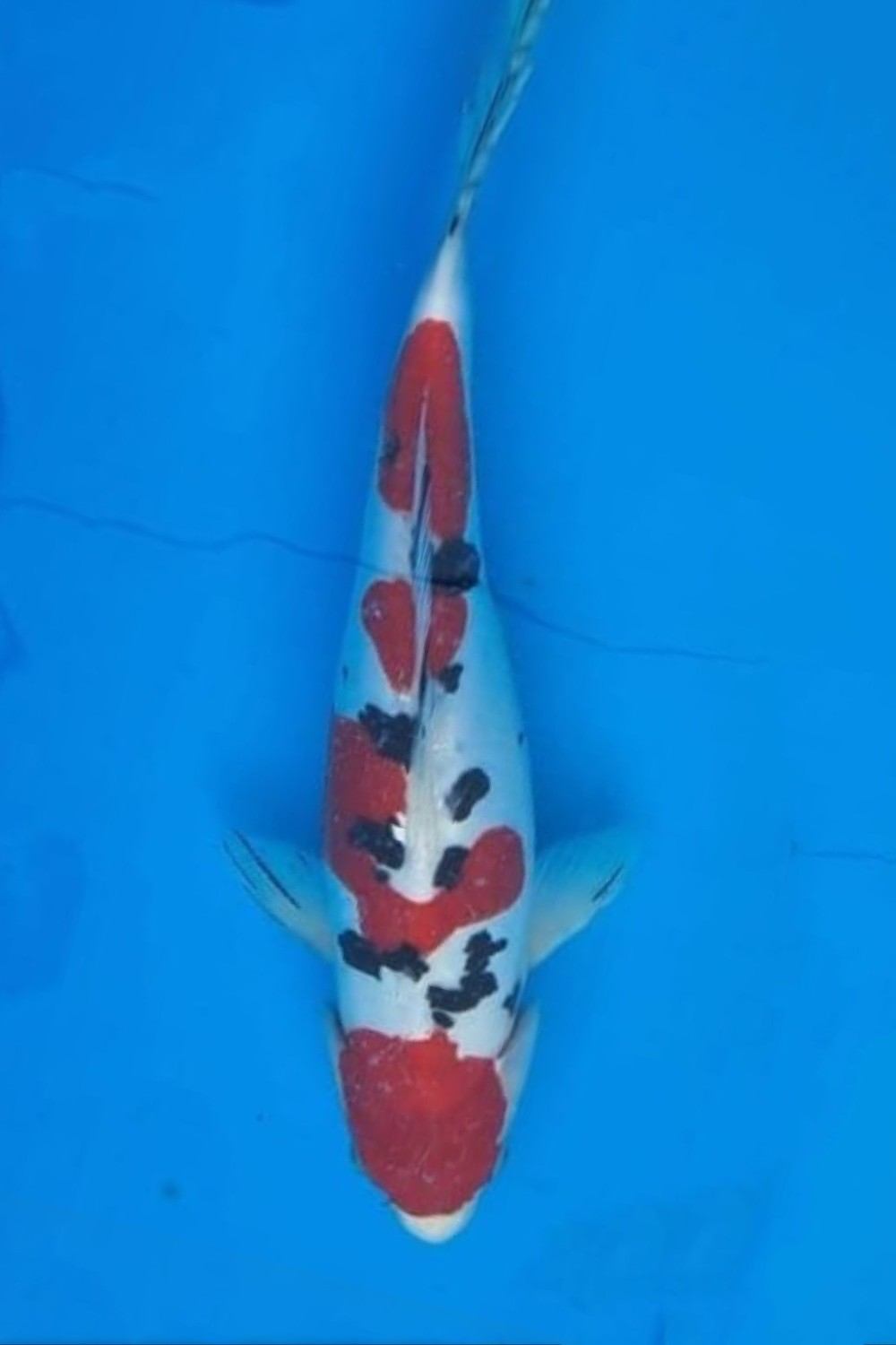 Juara 3