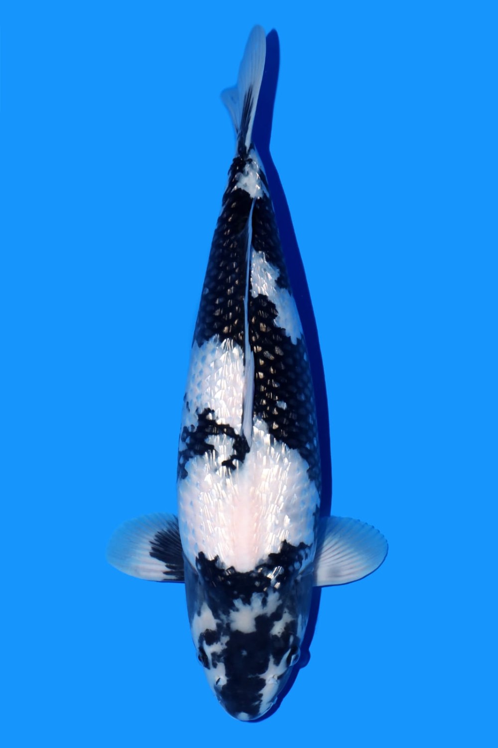 Juara 3