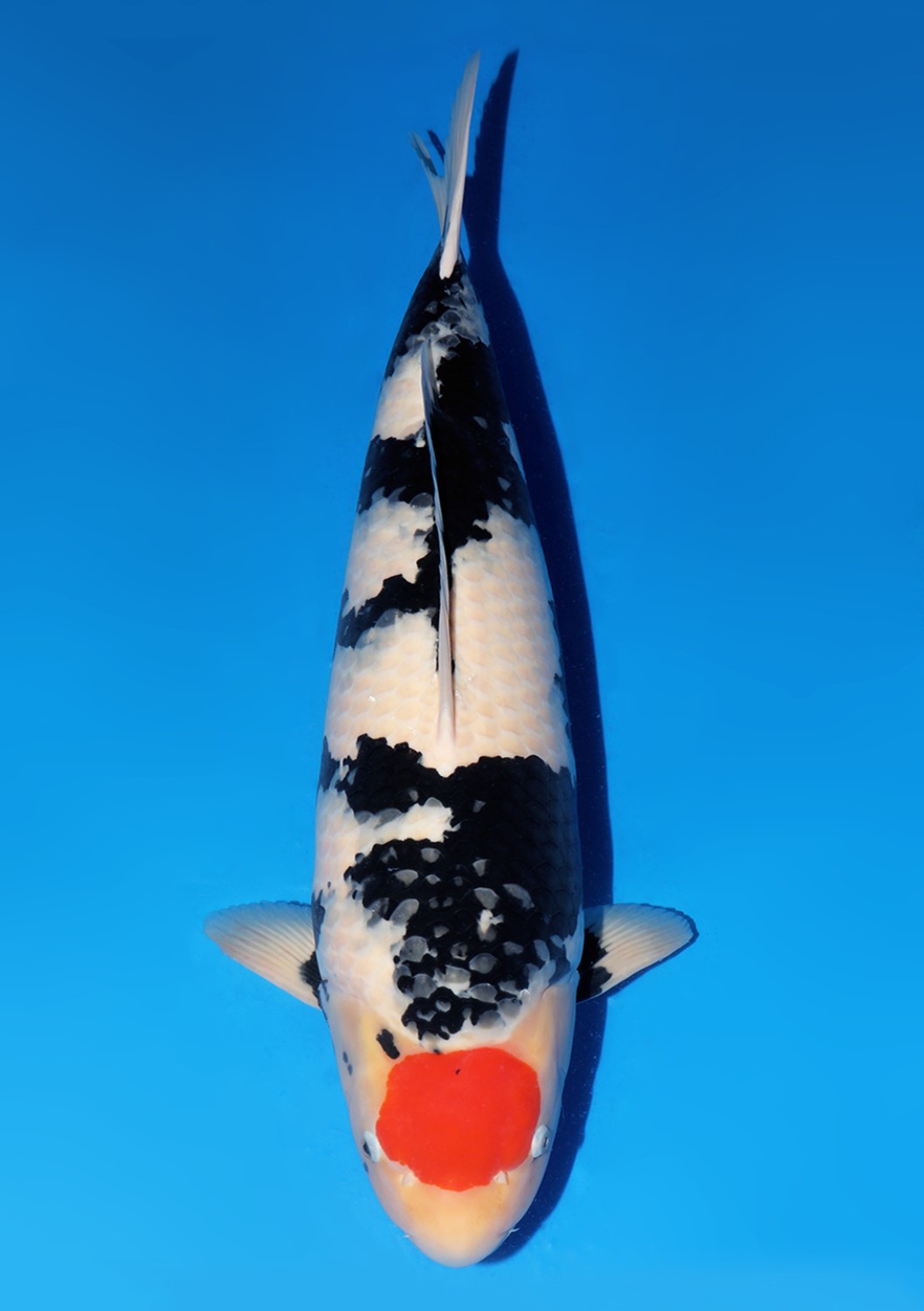 Juara 1