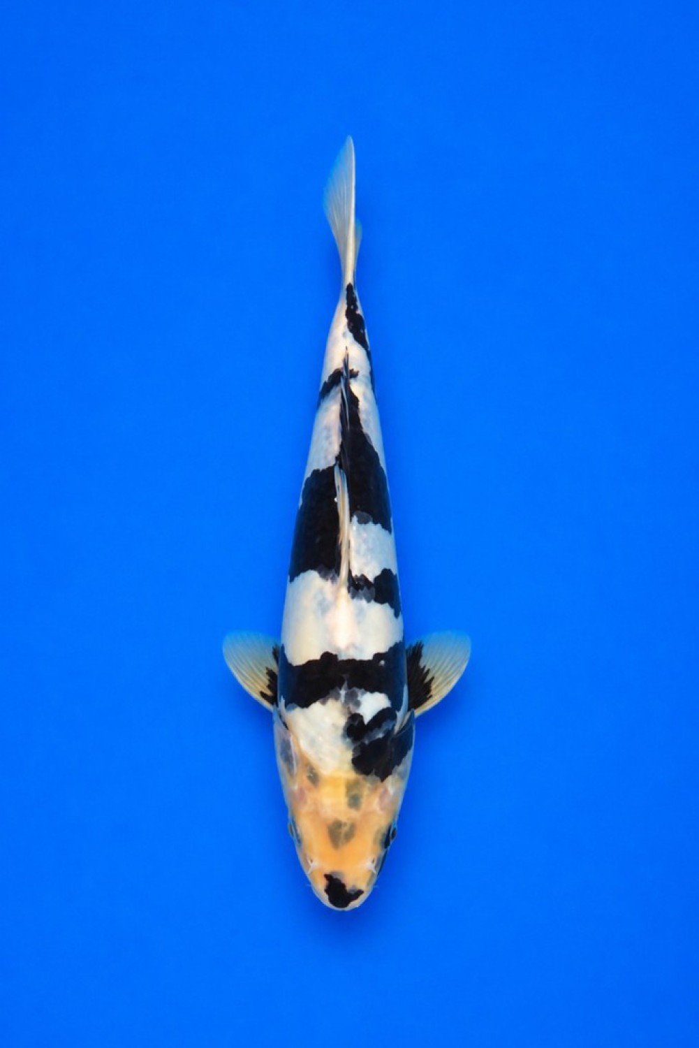Juara 3