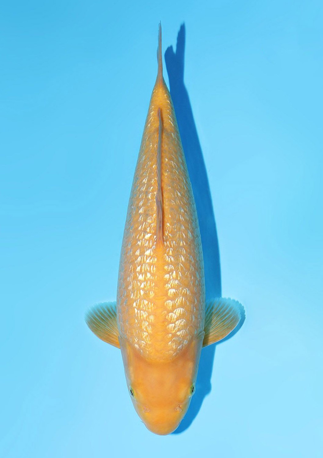 Juara 1