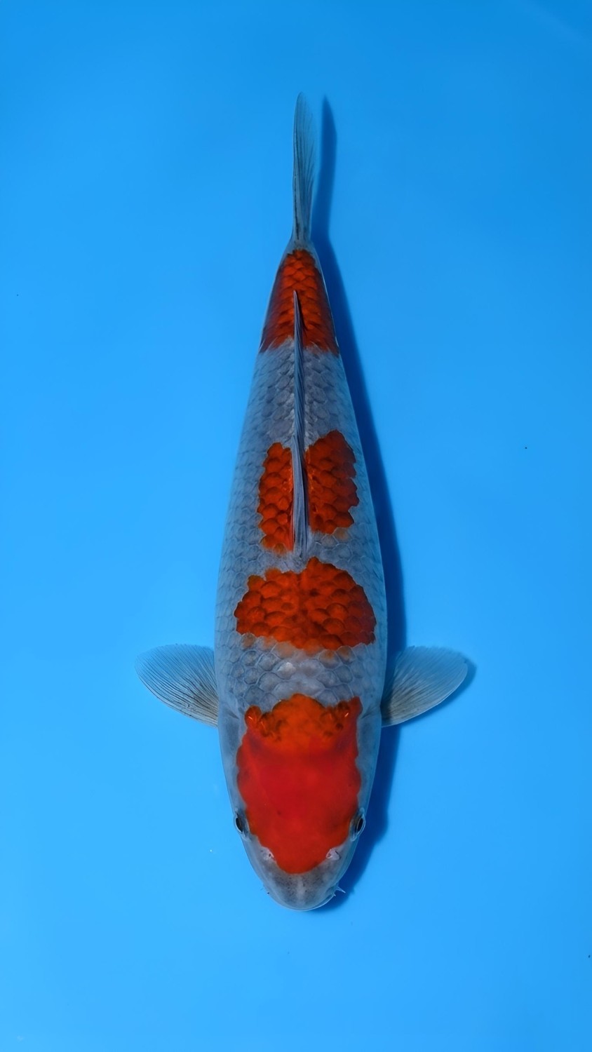 Juara 1