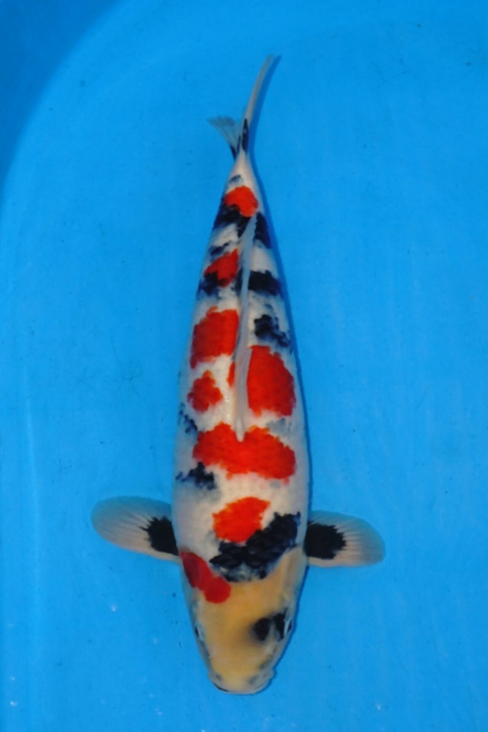 Juara 2