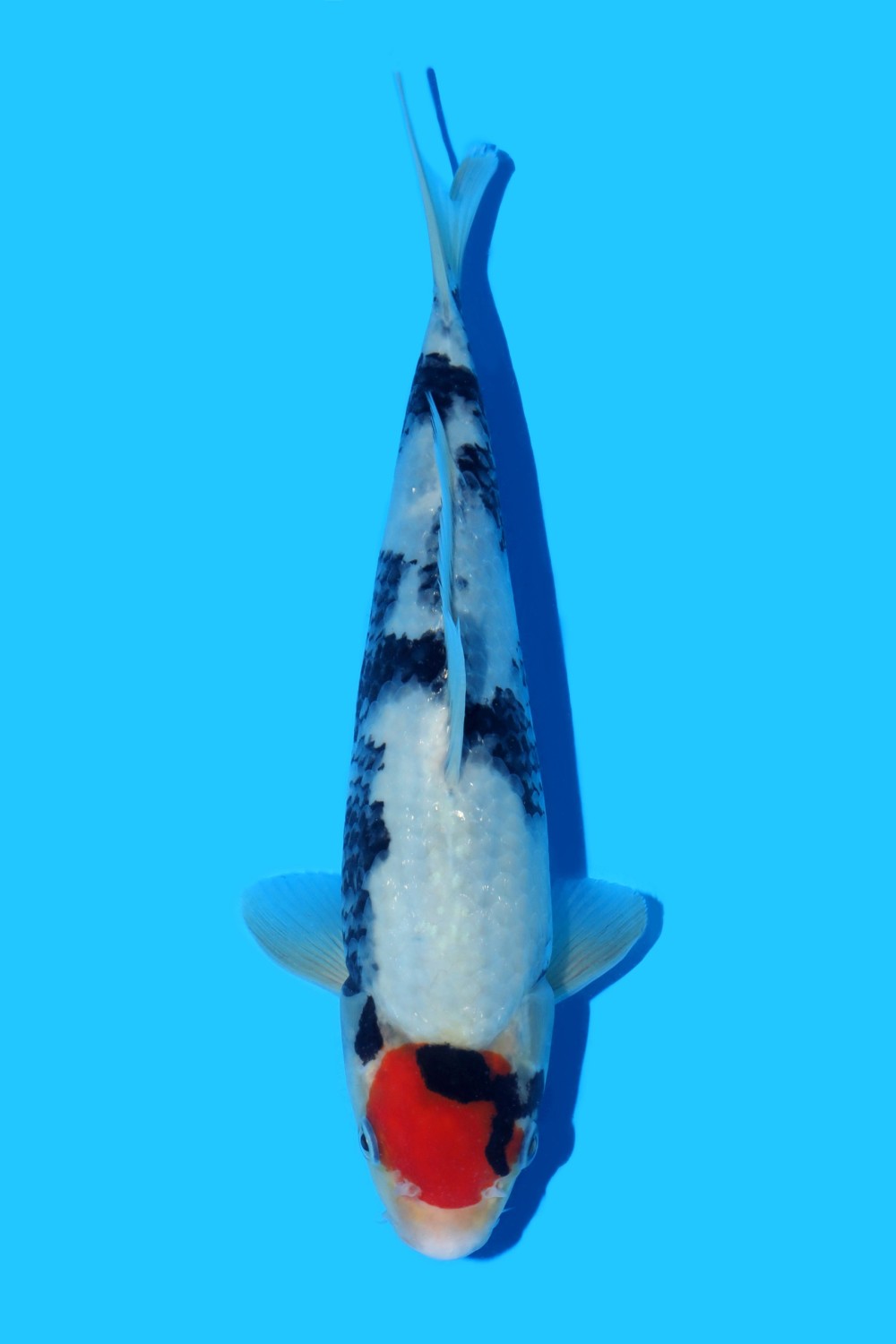 Juara 4