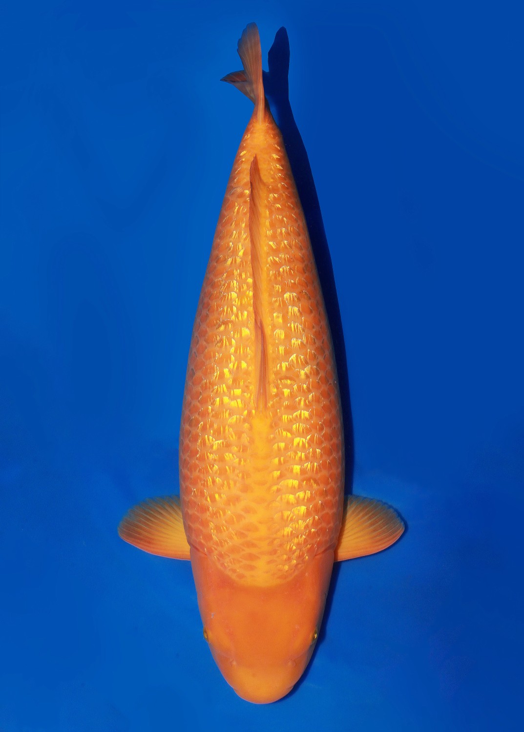 Best In Size E 71 - 75 cm