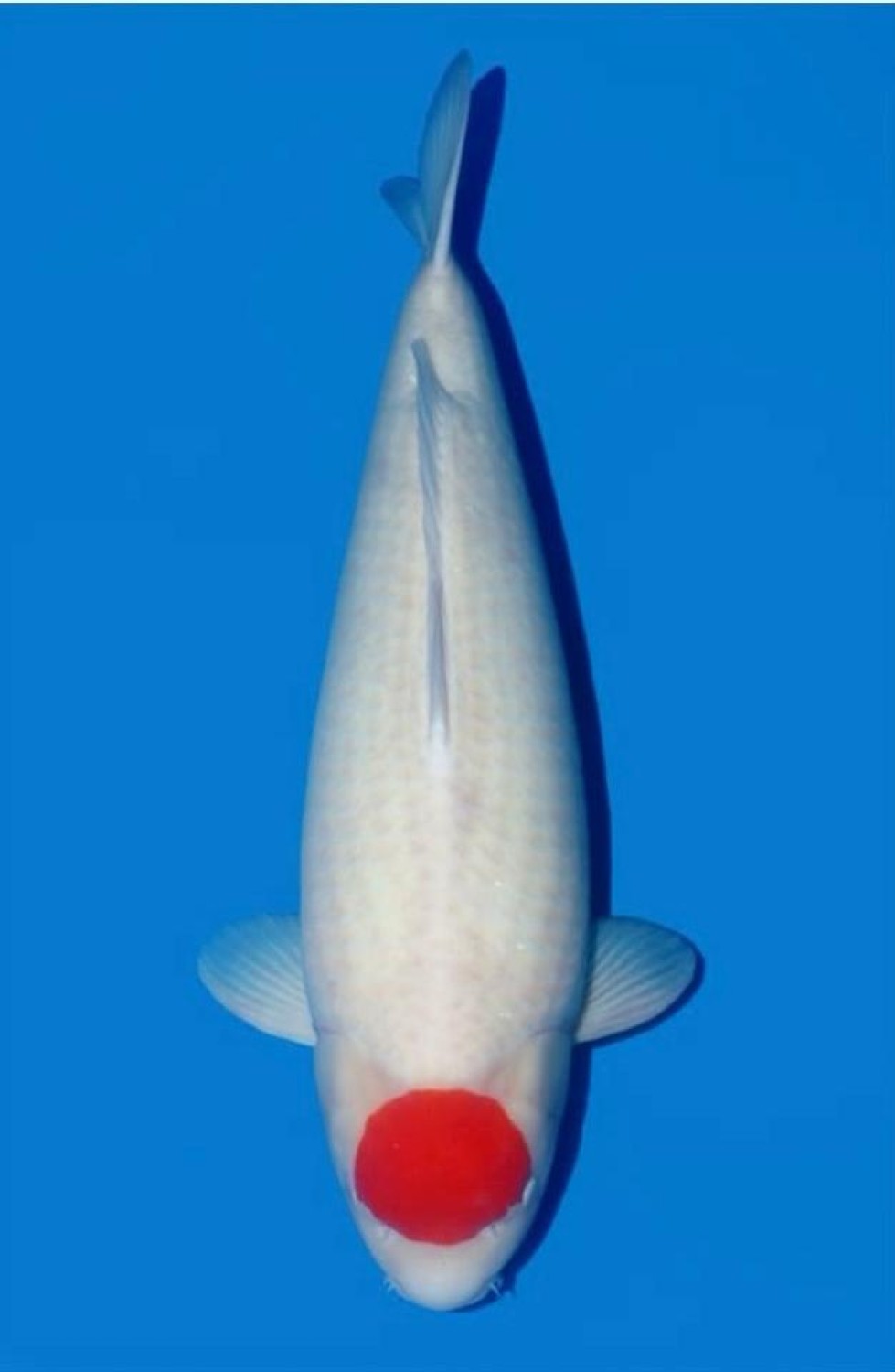 Juara 2