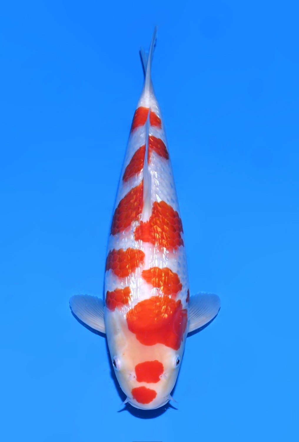 Juara 3