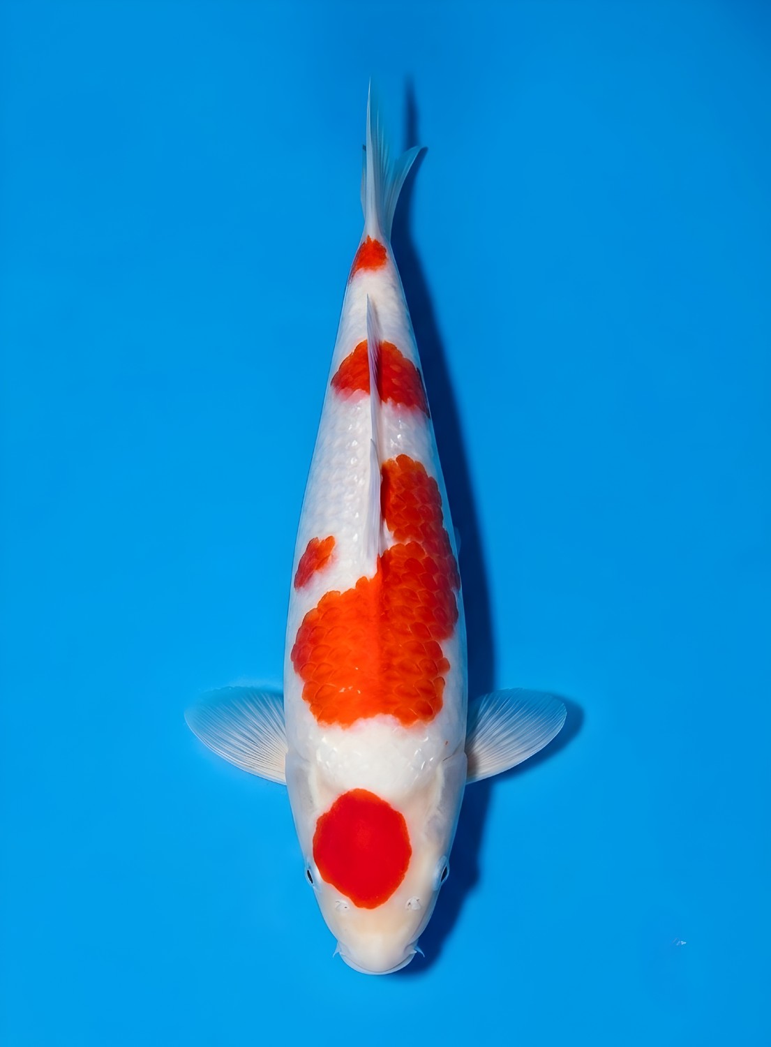 Juara 1