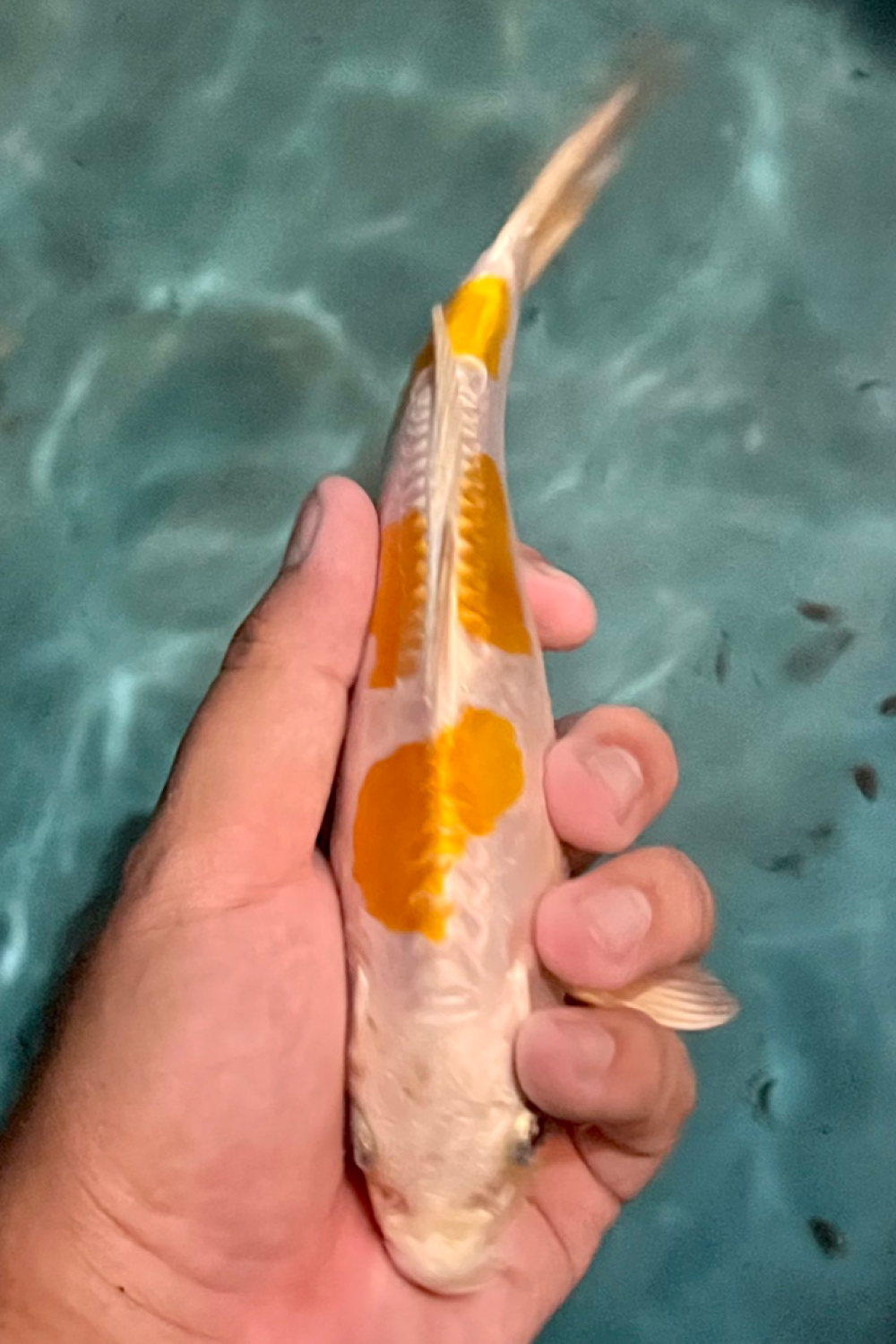 Juara 1