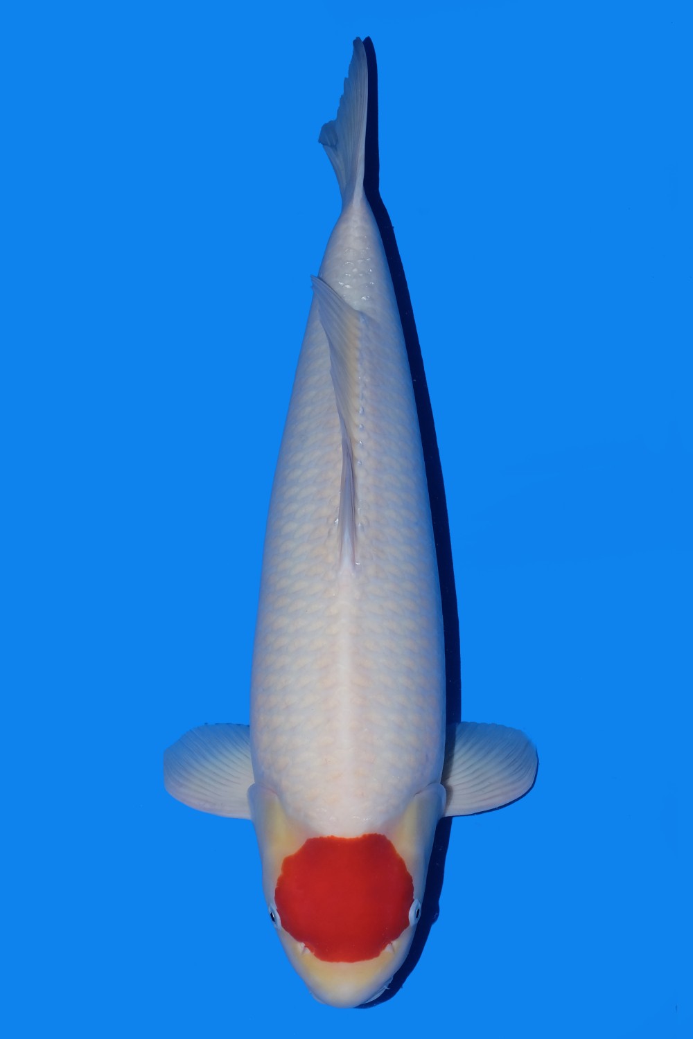 Juara 2