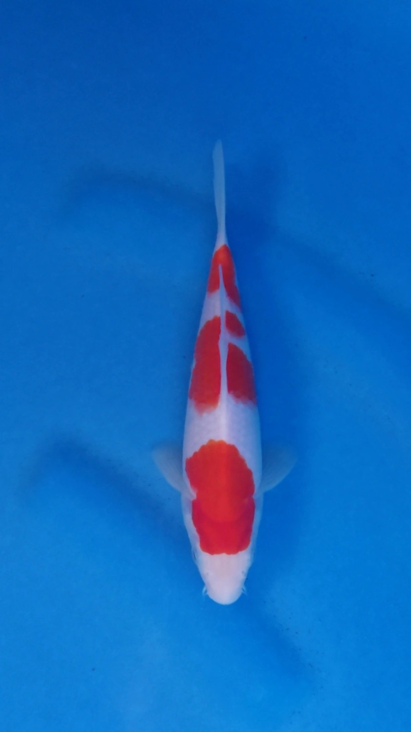 Juara 1