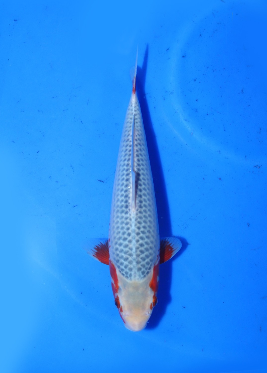 Juara 1