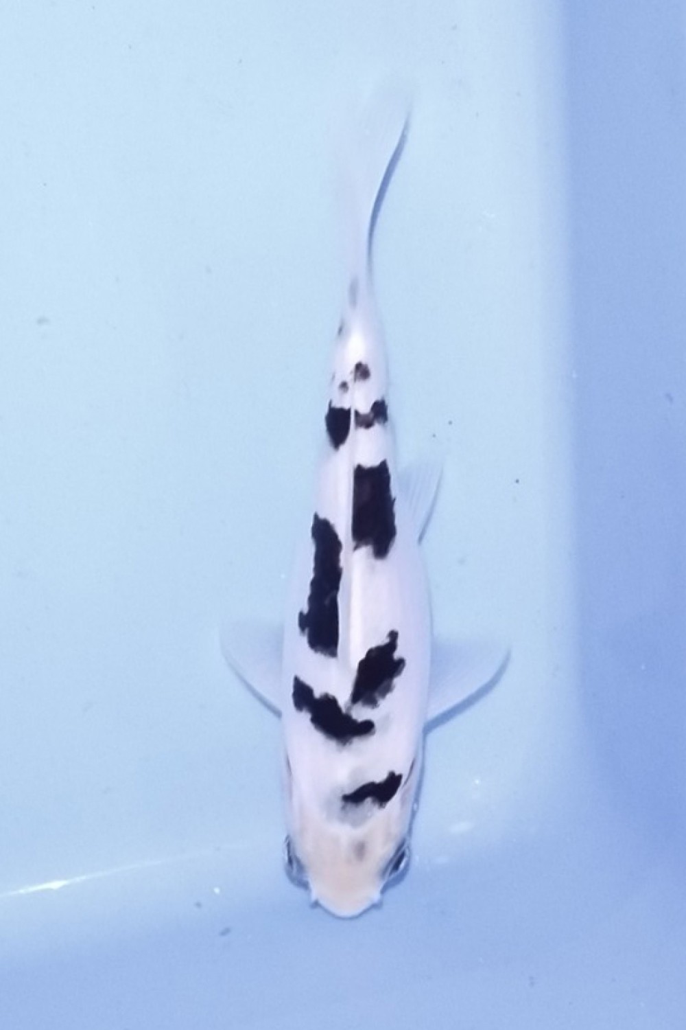 Juara 1