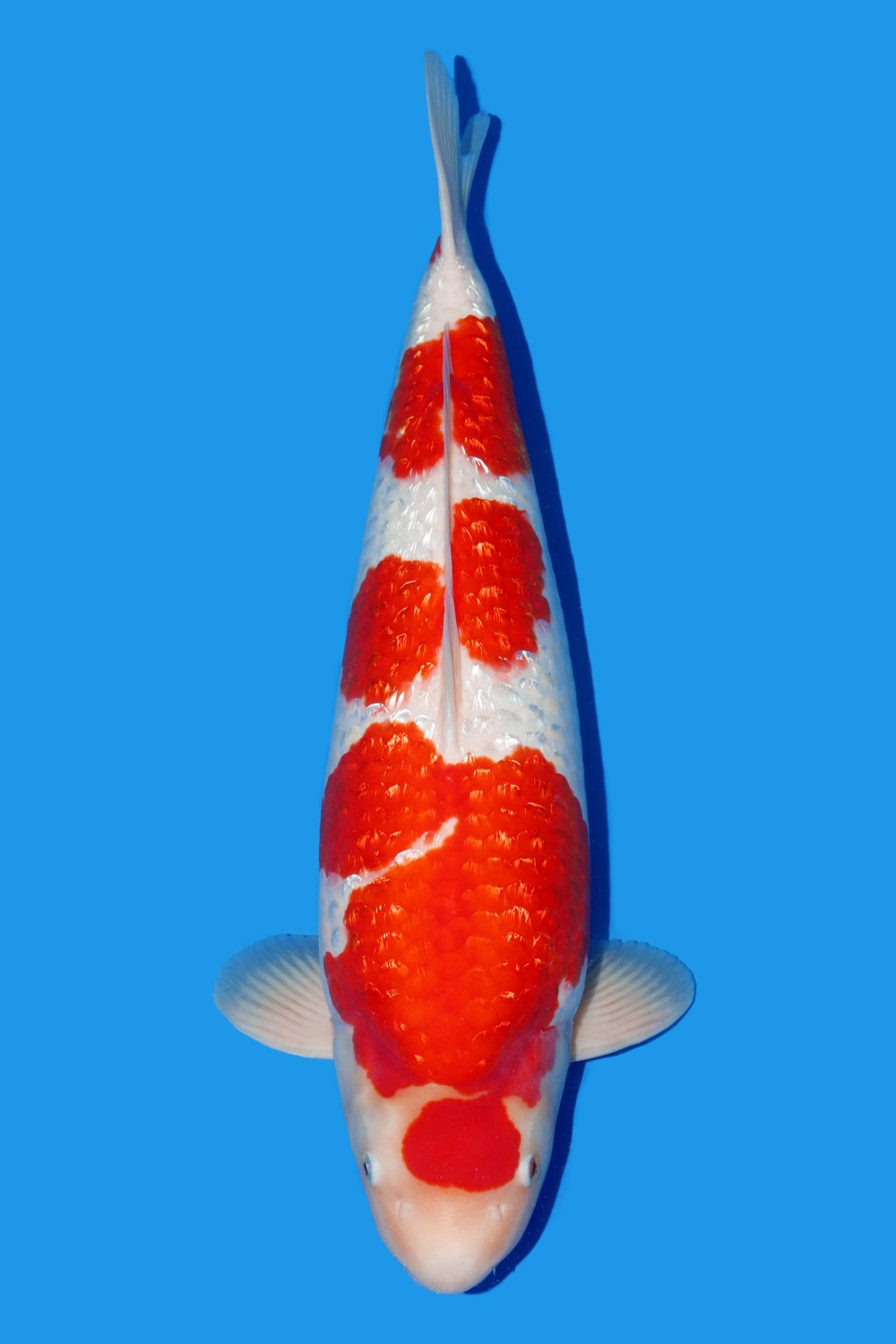 Juara 1